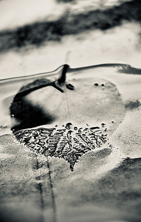 Sarah Garland Photography